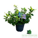 Escallonia Pink Lemon Plant - 2Ltr Pot