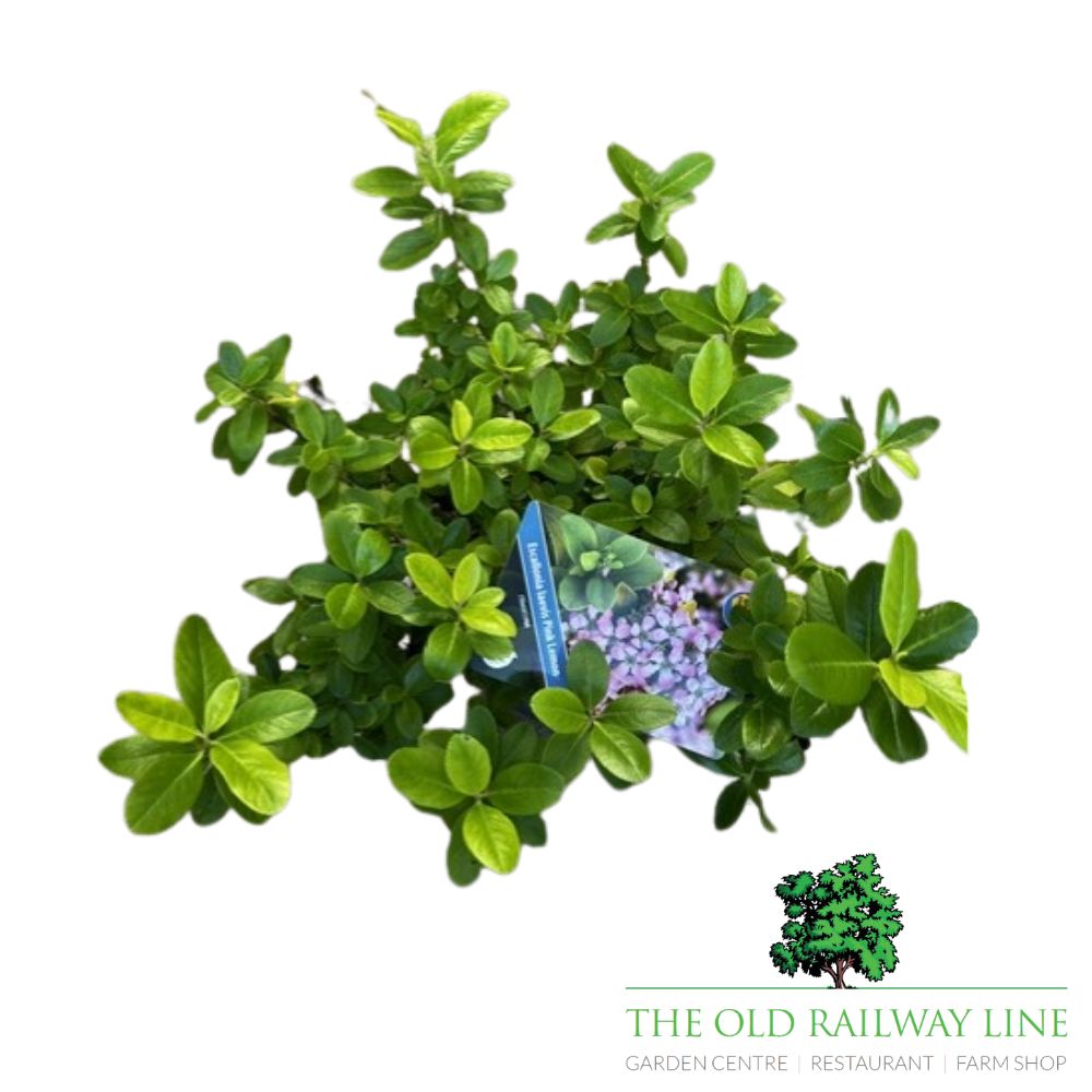 Escallonia Pink Lemon Plant - 2Ltr Pot