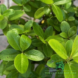 Escallonia Pink Lemon Plant - 2Ltr Pot