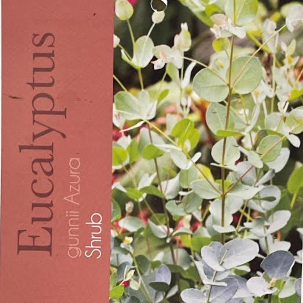 Eucalyptus Azura Bush Plant - 10Ltr Pot