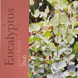 Eucalyptus Azura Bush Plant - 10Ltr Pot