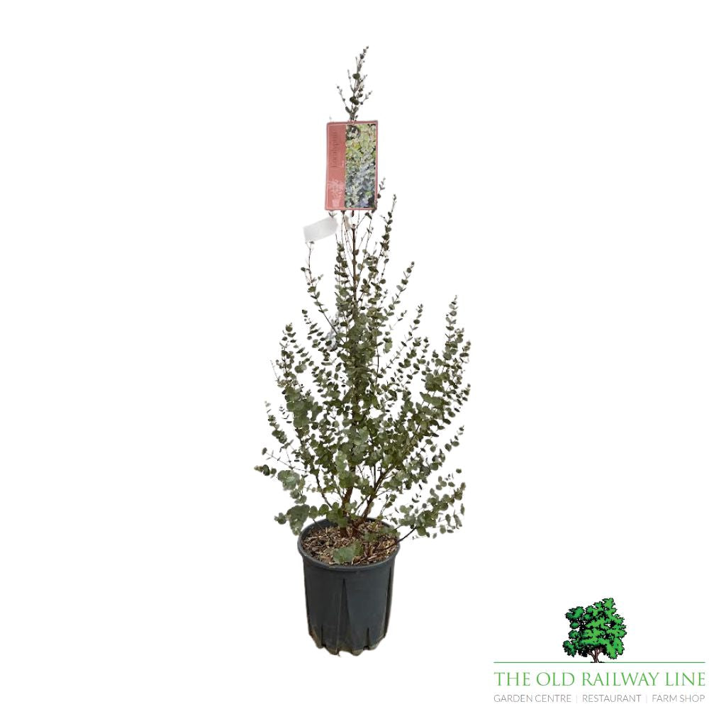 Eucalyptus Azura Bush Plant - 10Ltr Pot
