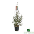 Eucalyptus Azura Bush Plant - 10Ltr Pot - Old Railway Line Garden Centre
