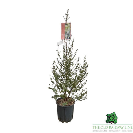 Eucalyptus Azura Bush Plant - 10Ltr Pot - Old Railway Line Garden Centre