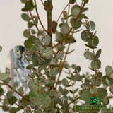 Eucalyptus Azura Bush Plant - 10Ltr Pot - Old Railway Line Garden Centre