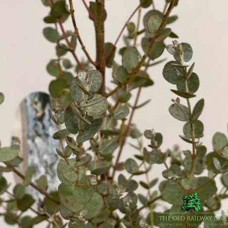 Eucalyptus Azura Bush Plant - 10Ltr Pot - Old Railway Line Garden Centre