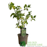 Euonymus Hamiltonianus 'Koi Boy' Plant - 3Ltr Pot