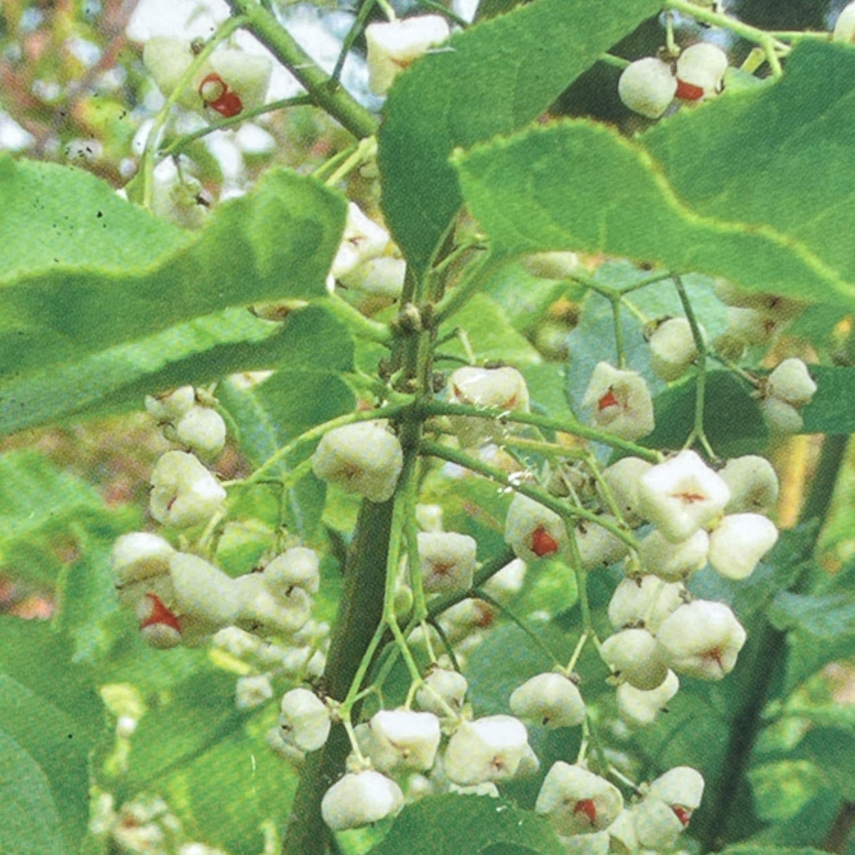 Euonymus Hamiltonianus 'Koi Boy' Plant - 3Ltr Pot