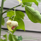 Euonymus Hamiltonianus 'Koi Boy' Plant - 3Ltr Pot