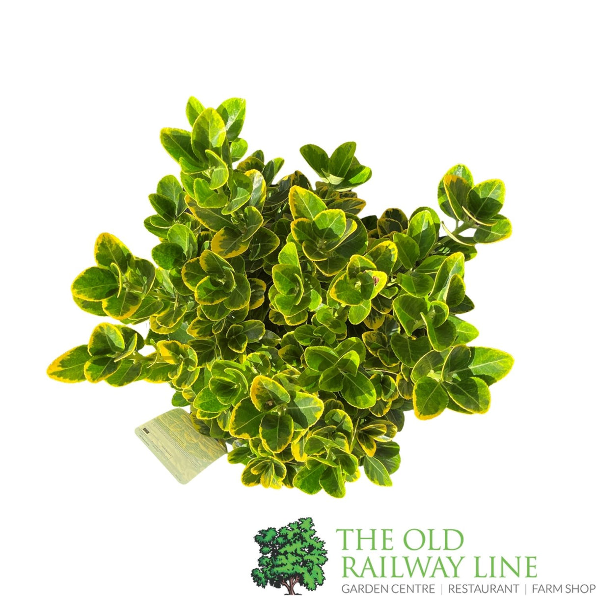 Euonymus japonicus 'Aureomarginata' - 7.5Ltr Pot