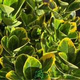 Euonymus japonicus 'Aureomarginata' - 7.5Ltr Pot