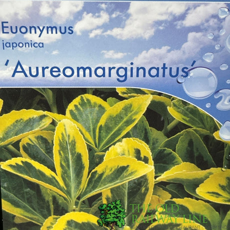 Euonymus japonicus 'Aureomarginata' - 7.5Ltr Pot