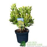 Euonymus japonicus 'Aureomarginata' - 7.5Ltr Pot