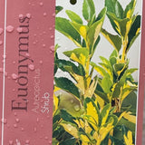 Euonymus Japonicus Aureopictus Plant - 10Ltr Pot