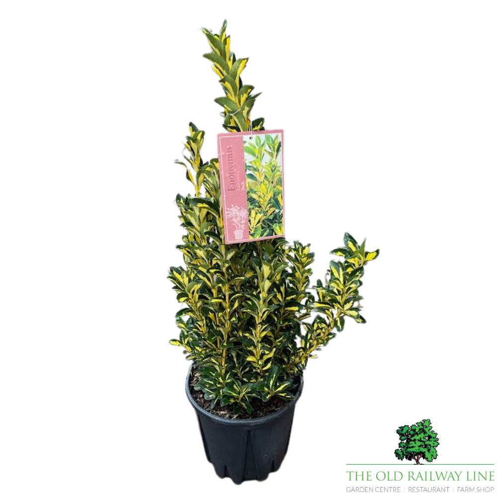 Euonymus Japonicus Aureopictus Plant - 10Ltr Pot