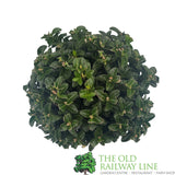 Euonymus Japonicus 'Green Spire' 2ltr Pot