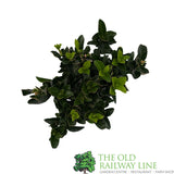 Euonymus Japonicus 'Green Spire' 9cm Pot