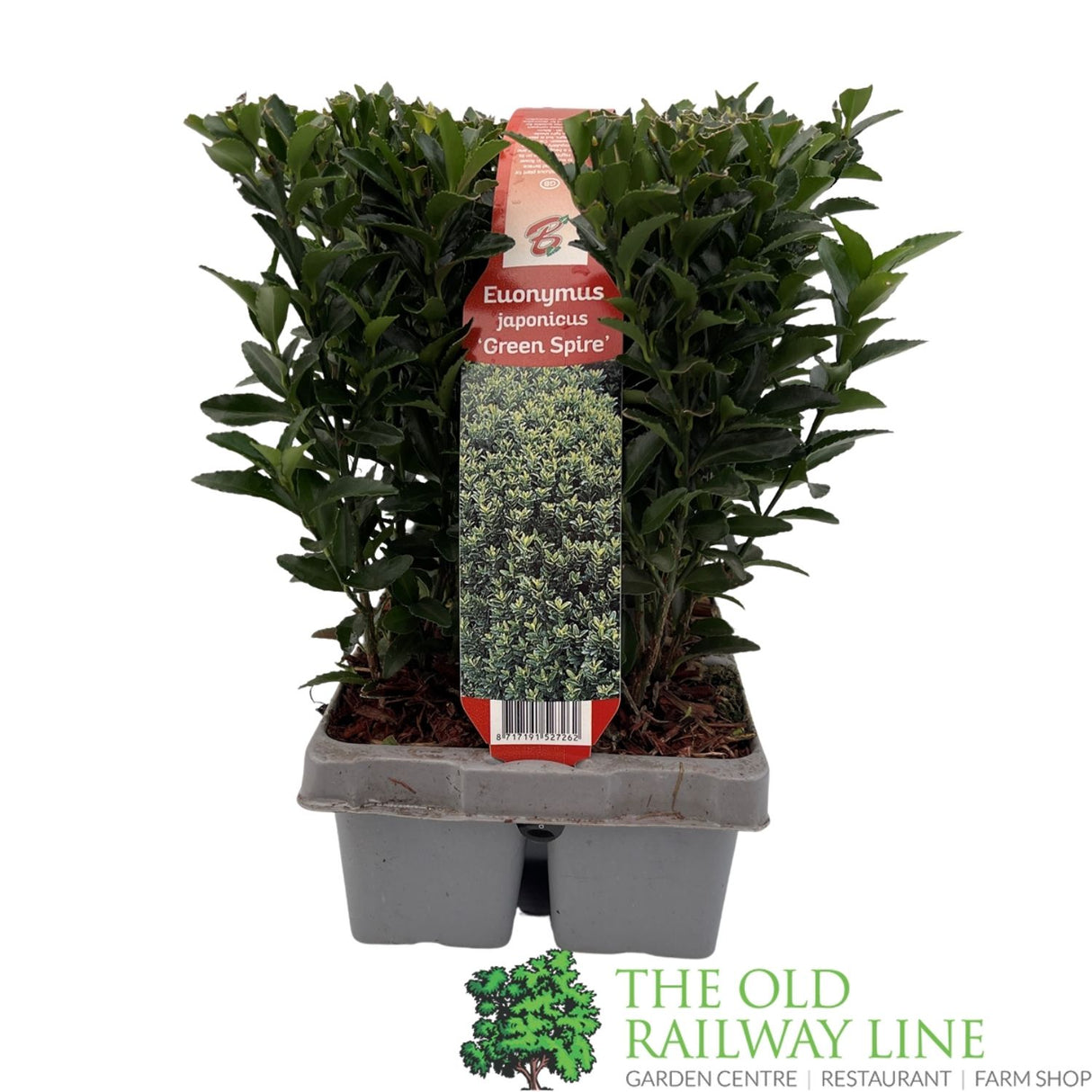 Euonymus japonicus 'Green Spire' - Pack of 6