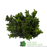 Euonymus Japonicus 'Green Spire' 2ltr Pot