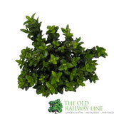 Euonymus Japonicus 'Green Spire' 13cm Pot