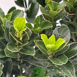 Euonymus Japonicus 'Green Spire' 9cm Pot