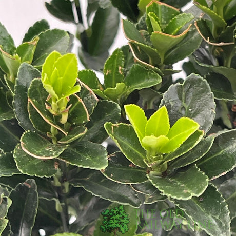 Euonymus Japonicus 'Green Spire' 9cm Pot