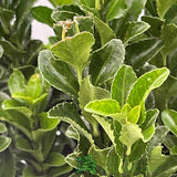 Euonymus Japonicus 'Green Spire' 2ltr Pot