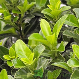 Euonymus Japonicus 'Green Spire' 13cm Pot