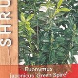 Euonymus Japonicus 'Green Spire' 2ltr Pot