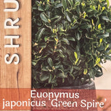 Euonymus Japonicus 'Green Spire' 2ltr Pot