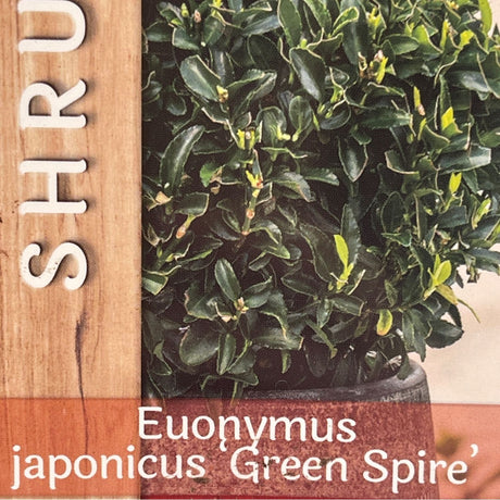 Euonymus Japonicus 'Green Spire' 2ltr Pot