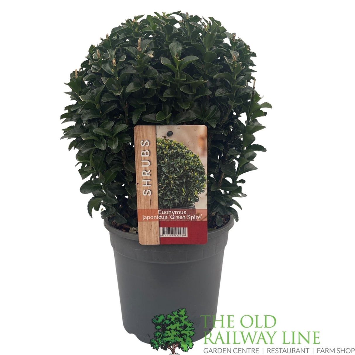 Euonymus Japonicus 'Green Spire' 2ltr Pot