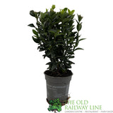 Euonymus Japonicus 'Green Spire' 9cm Pot