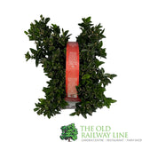 Euonymus Japonicus 'Green Spire' Plant - 6-Pack