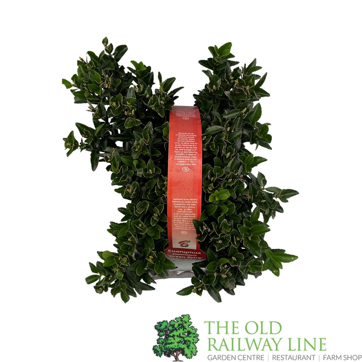 Euonymus japonicus 'Green Spire' - Pack of 6