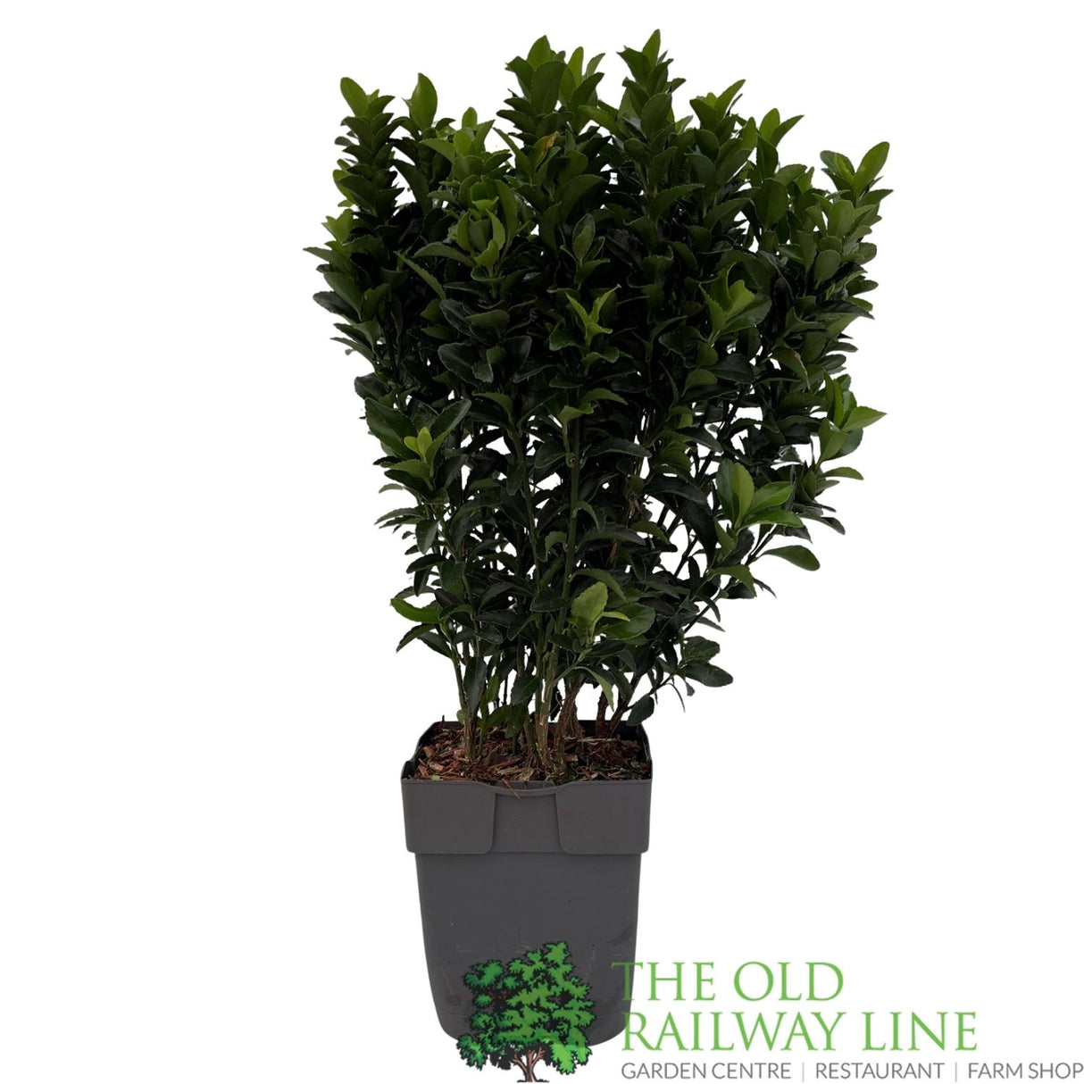 Euonymus Japonicus 'Green Spire' 13cm Pot