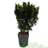 Euonymus Japonicus 'Green Spire' 13cm Pot