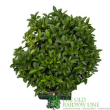 Euonymus Japonica 'Green Spire' Topiary Ball Plant - 5Ltr Pot