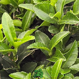 Euonymus Japonica 'Green Spire' Topiary Ball Plant - 5Ltr Pot