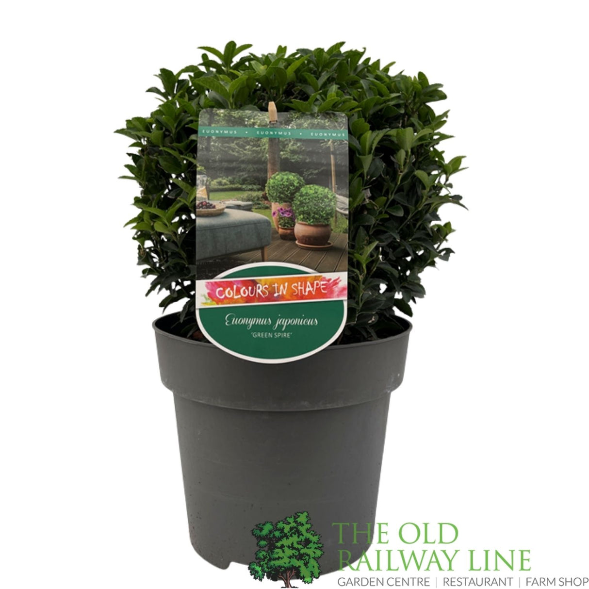 Euonymus Japonica 'Green Spire' Topiary Ball Plant - 5Ltr Pot
