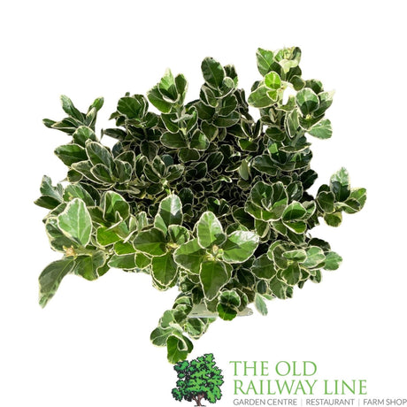 Euonymus japonicus 'Kathy' - 7.5Ltr Pot