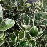 Euonymus japonicus 'Kathy' - 7.5Ltr Pot