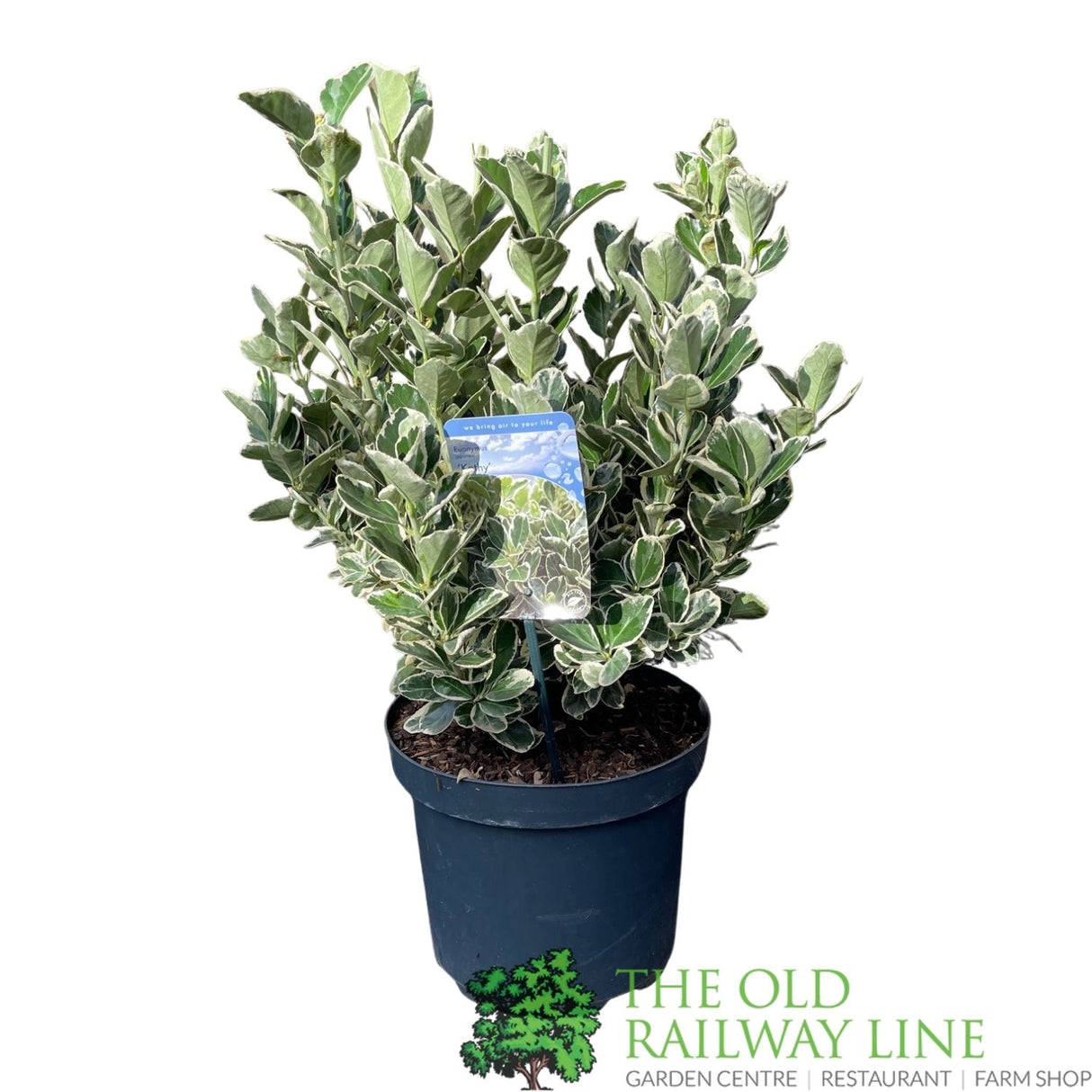 Euonymus japonicus 'Kathy' - 7.5Ltr Pot