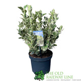 Euonymus japonicus 'Kathy' - 7.5Ltr Pot
