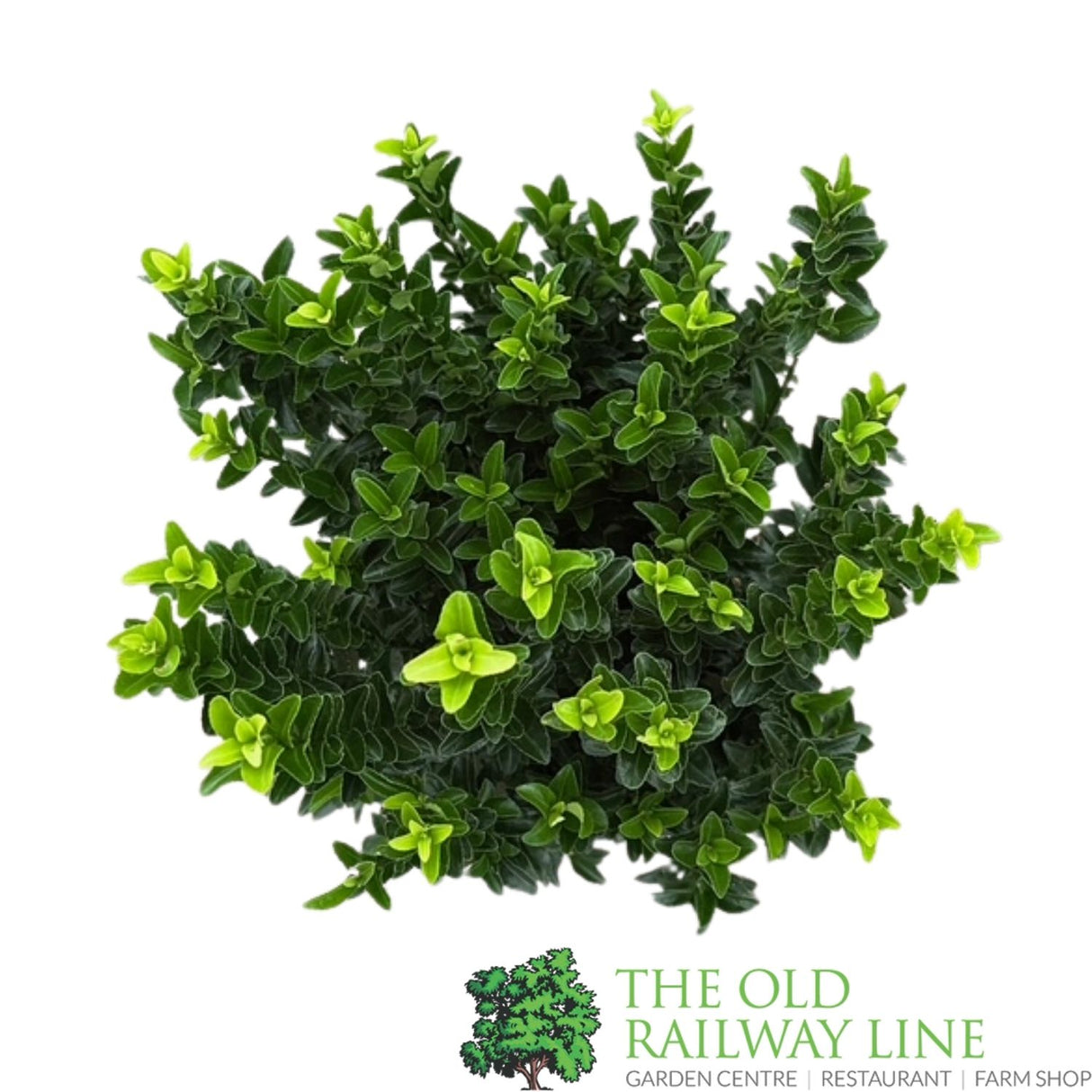 Euonymus japonicus 'Microphyllus' - 7.5Ltr Pot