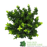 Euonymus japonicus 'Microphyllus' - 7.5Ltr Pot