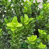 Euonymus japonicus 'Microphyllus' - 7.5Ltr Pot