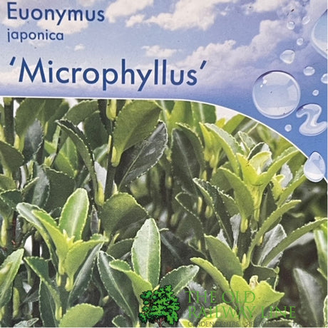 Euonymus japonicus 'Microphyllus' - 7.5Ltr Pot