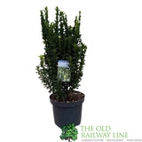 Euonymus japonicus 'Microphyllus' - 7.5Ltr Pot