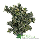 Euonymus Japonicus 'White Spire' Plant - 3Ltr Pot